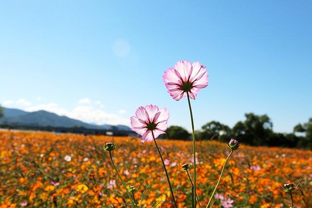 Vliv snů na vaši psychickou pohodu: Co byste měli vědět