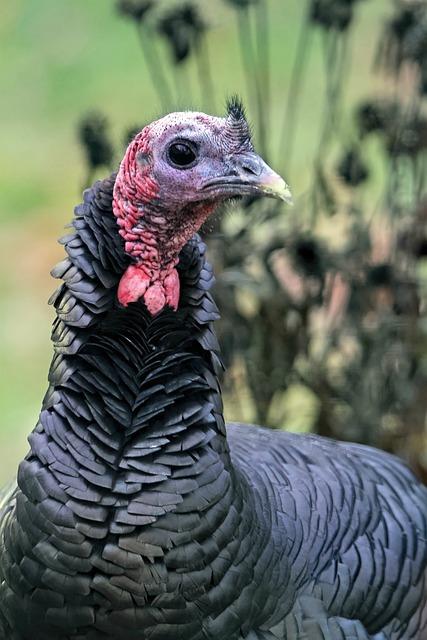 Jaké jsou možné interpretace snů o černých kuličkách?