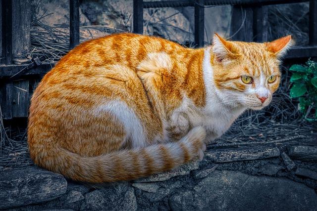 Tipy pro hlubší porozumění snu o hledání čtyřlístku